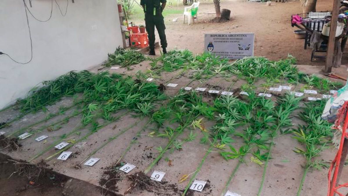 Catamarca Secuestraron Plantas De Marihuana En Un Allanamiento