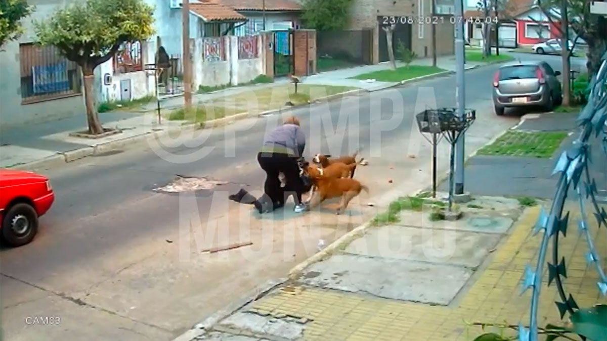 Video Tres Perros Atacaron Salvajemente A Una Mujer Provoc Ndole