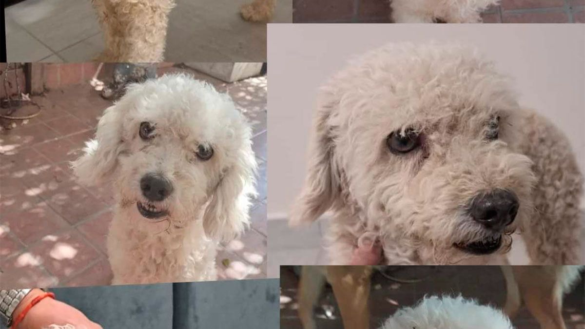 Coquito se perdió y su familia lo busca desesperadamente Diario Panorama