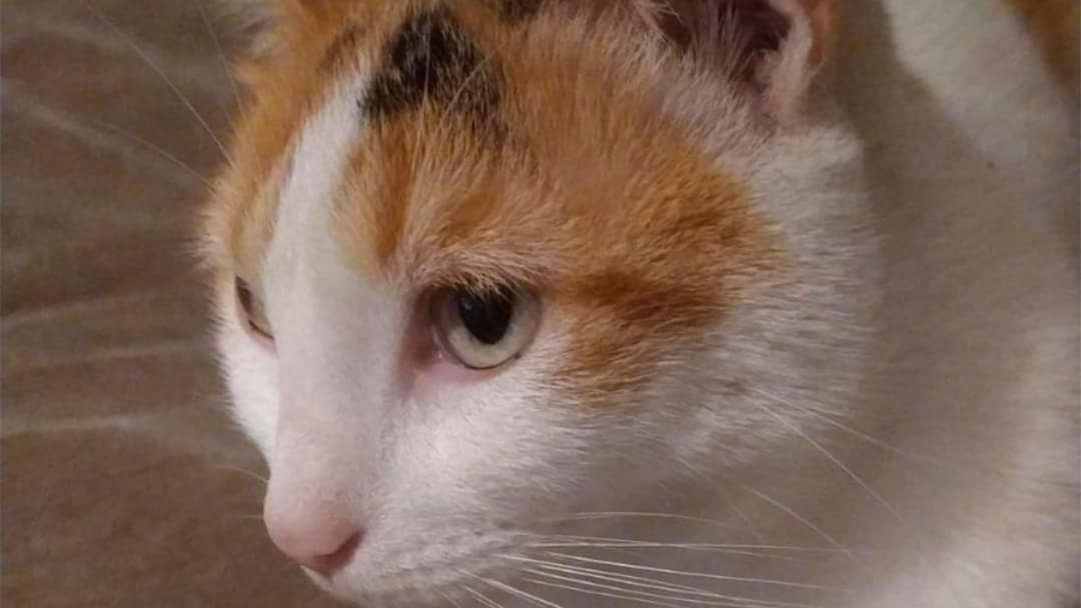 Buscan dar con el paradero de un gatito que se extravió en el barrio