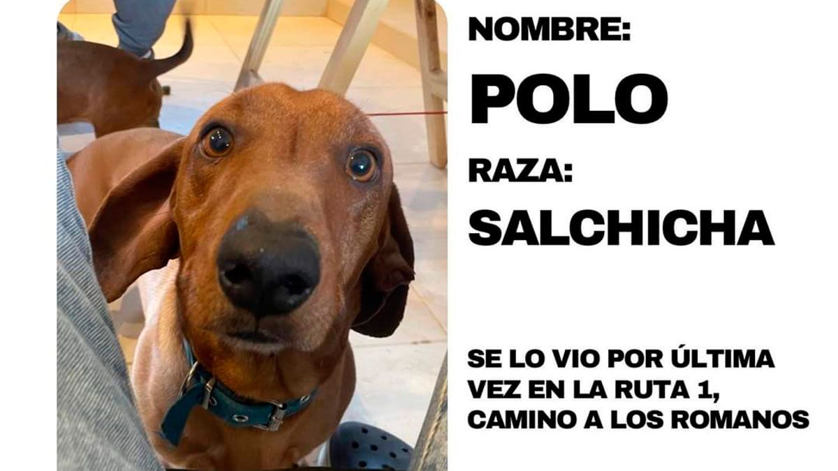 Ofrecen Importante Recompensa Por La Aparici N De Polo Diario Panorama