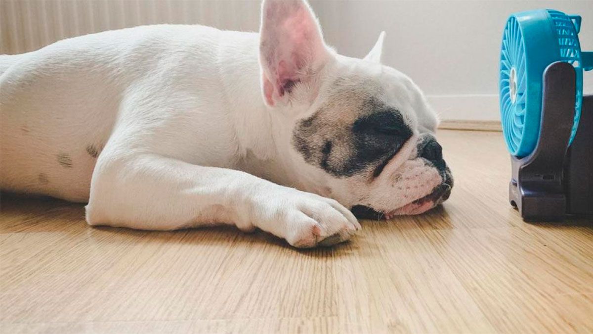 Cómo proteger a tus mascotas de la ola de calor Diario Panorama