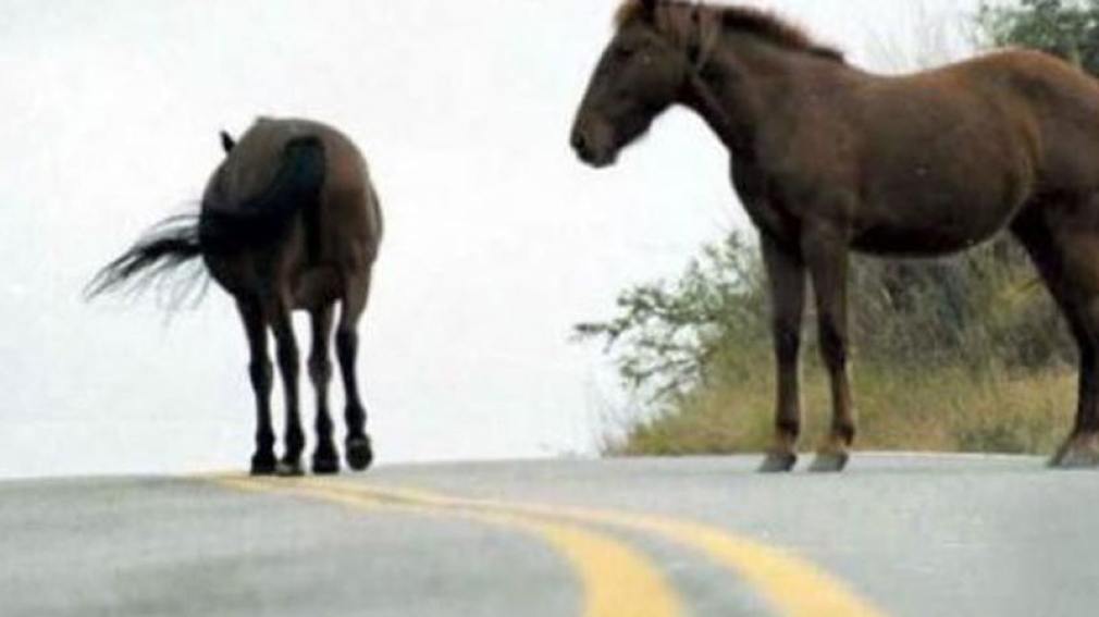 Animales sueltos: motociclista terminó en el Regional al chocar un caballo