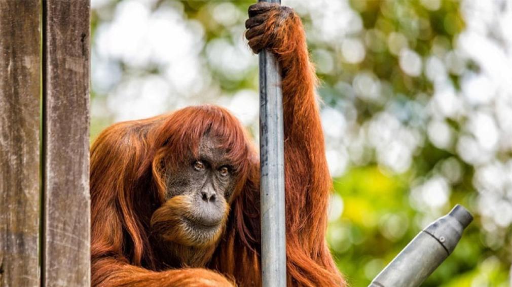 A los 62 años, murió 'Puan', la orangutana más vieja del mundo