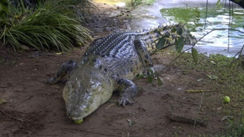 Un cocodrilo devoró a una mujer y su bebé cuando fue a buscar agua a un lago