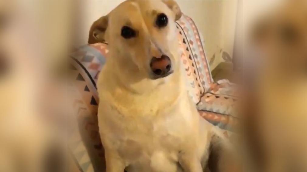 La curiosa y divertida reacción de un perro ante las preguntas de su dueño