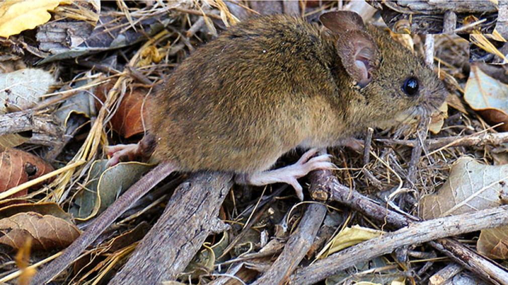 Registran el quinto caso de hantavirus en la provincia de Buenos Aires