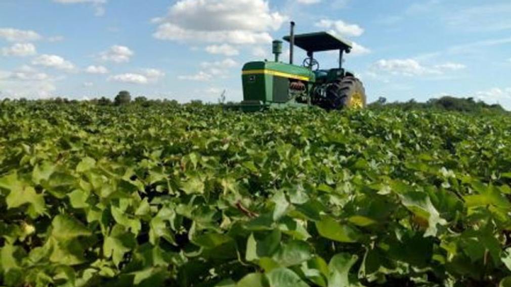 Las fuertes lluvias complican la cosecha de algodón en Chaco