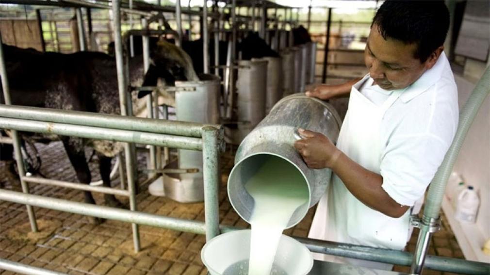 La producción de leche creció 10,9% en el primer trimestre de 2025
