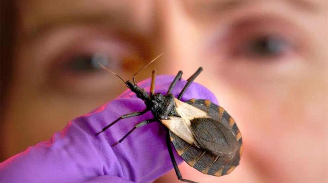 Ciencia y saber indígena se unen contra el mal de Chagas en Colombia