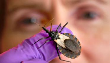 Ciencia y saber indígena se unen contra el mal de Chagas en Colombia