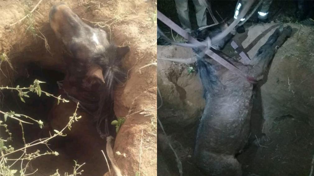 La emotiva historia del caballo que fue rescatado de un hormiguero