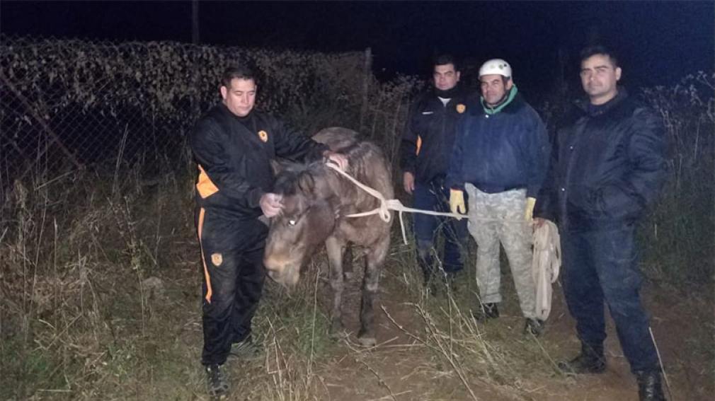 La emotiva historia del caballo que fue rescatado de un hormiguero