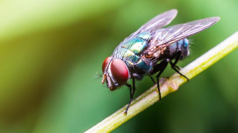 Descubren que el 90 % de los insectos voladores portan peligrosas bacterias