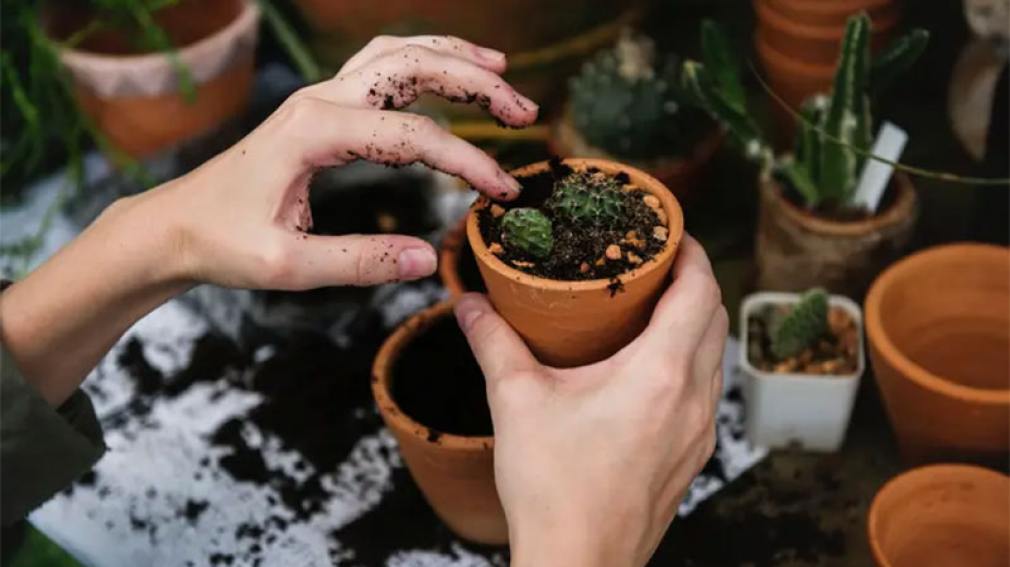 Cómo cuidar las plantas en el invierno