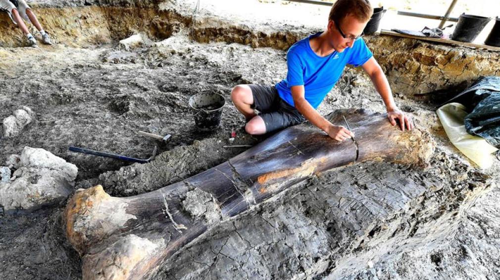 Hallan huesos de un enorme dinosaurio en el sur de Francia