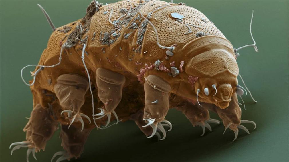 El “osito de agua” el microanimal que puede resistir a la extinción humana