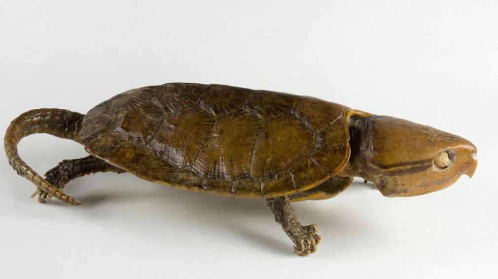 China: hallan una rata tortuga con cola de cocodrilo y pico de águila