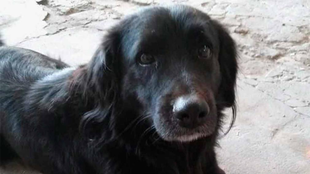 Blaki se perdió en el barrio Parque Aguirre y su familia lo busca intensamente