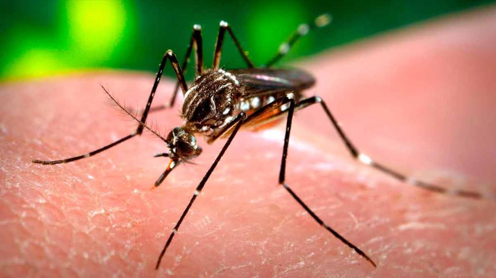 Confirman 8.000 casos de dengue en 13 jurisdicciones y más de 500 de chikungunya