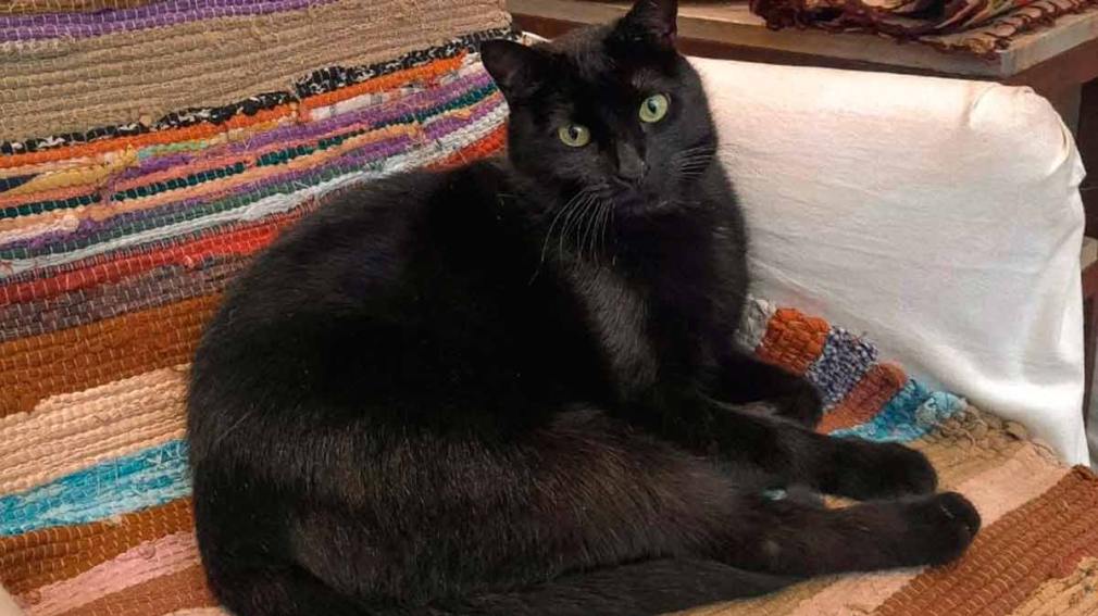 Ofrecen $50.000 de recompensa por Sundry, la gatita perdida hace más de un mes en el Bº Cabildo