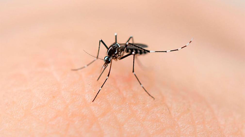 Dengue: todo lo que hay que saber sobre la prevención, cuidados y tratamiento