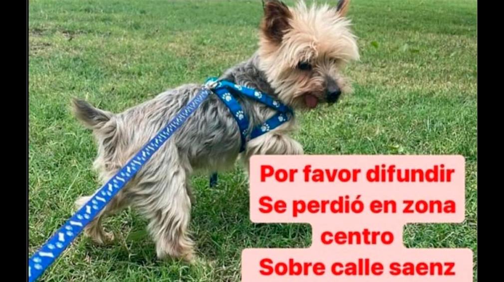 Buscan a Saimon, un yorkshire enfermo que se perdió en zona centro