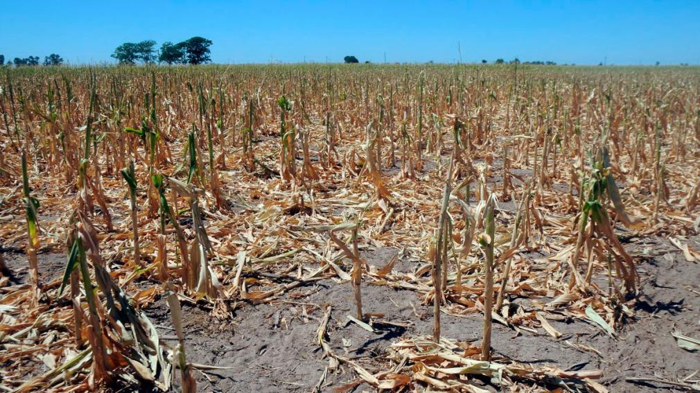 La ola de calor y la sequía afectan gravemente al campo en Santiago del Estero y otras regiones del país