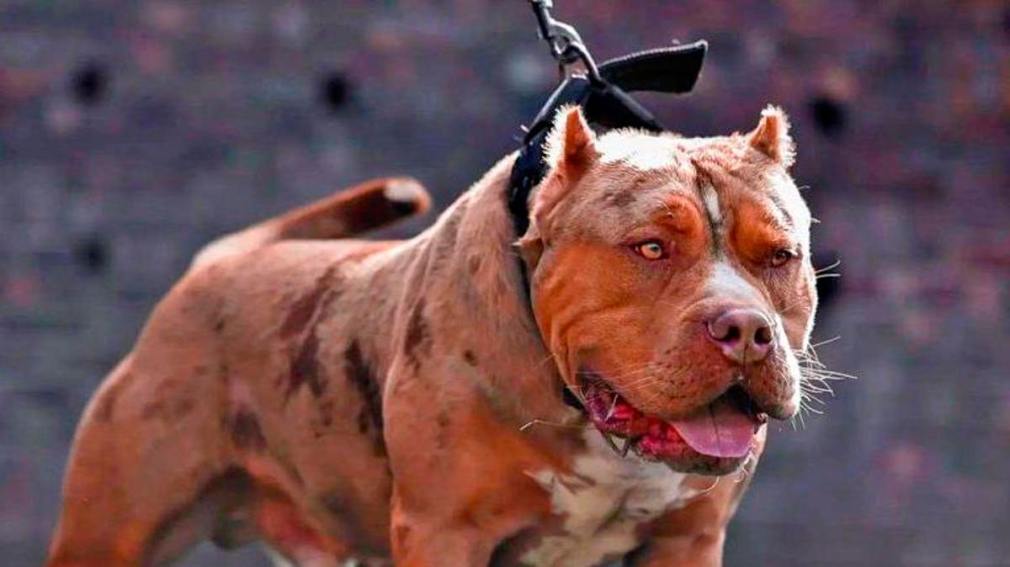 Caminaba por la calle y un perro la atacó salvajemente: quedó internada en grave estado