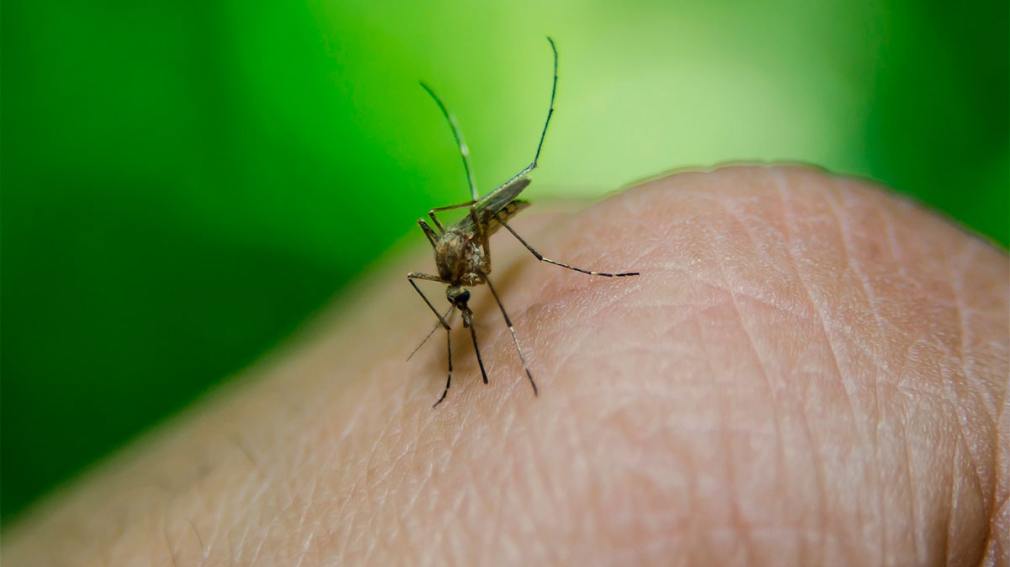 Santa Fe confirmó la muerte de un nene de 6 años por dengue