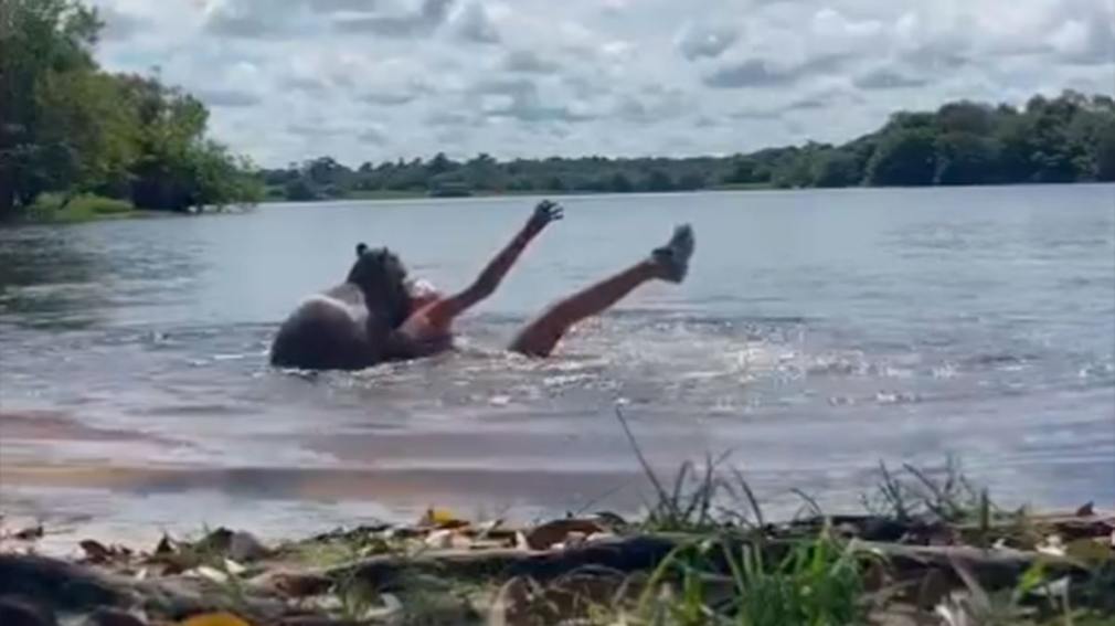 Un carpincho atacó a una nena cuando disfrutaba de un baño en el río
