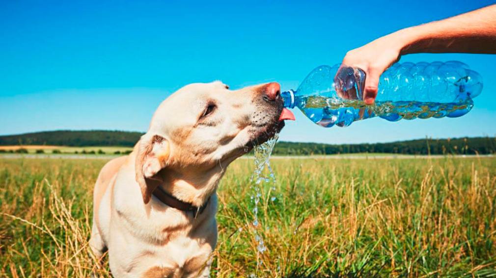 Cómo prevenir los golpes de calor en mascotas: la opinión de un especialista