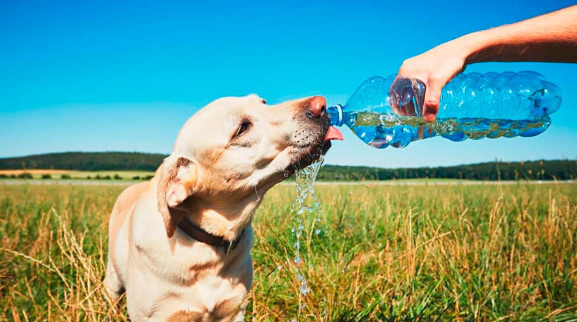 Cómo prevenir los golpes de calor en mascotas: la opinión de un especialista