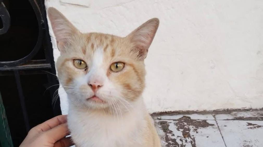 Una mujer pide ayuda para encontrar a su gato perdido tras una mudanza