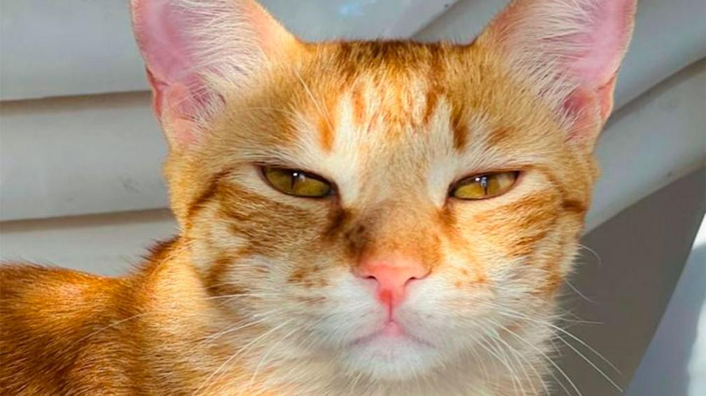 Día Internacional del Gato: ¿por qué se celebra cada 20 de febrero?