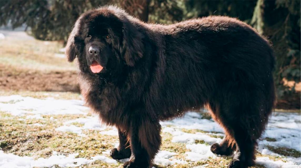 Tragedia familiar: un bebé de once meses murió tras ser atacado por su perro