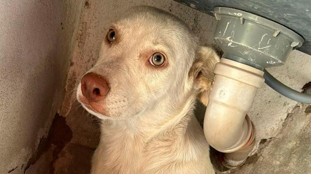 Buscan a un cachorro que se extravió en el Bº Juramento