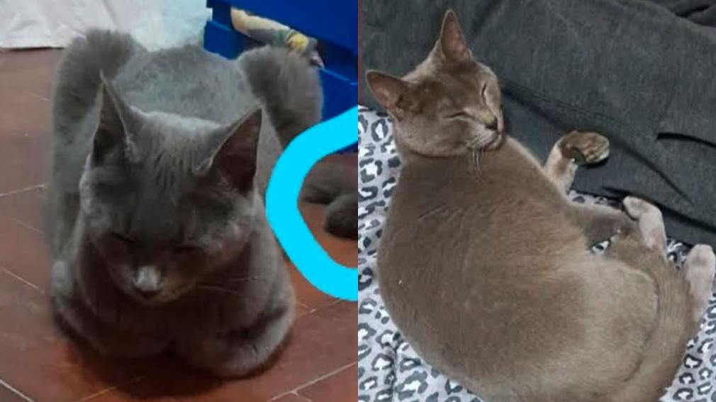 Un gato se extravió y su familia ofrece una recompensa de $300 mil