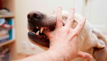 Denuncian ataque de perros a un niño mientras jugaba en una iglesia