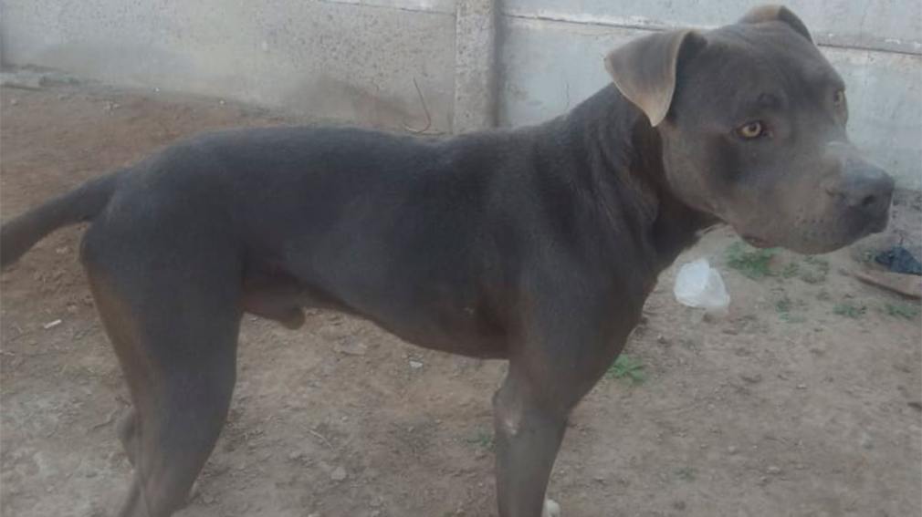 Dracko se perdió en el barrio Villa del Carmen y su familia pide ayuda a la comunidad para encontrarlo