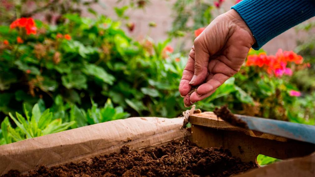 '¡Cada semilla cuenta!': el Colegio Ecologista lanzó una colecta solidaria de semillas de hortalizas para Bahía Blanca