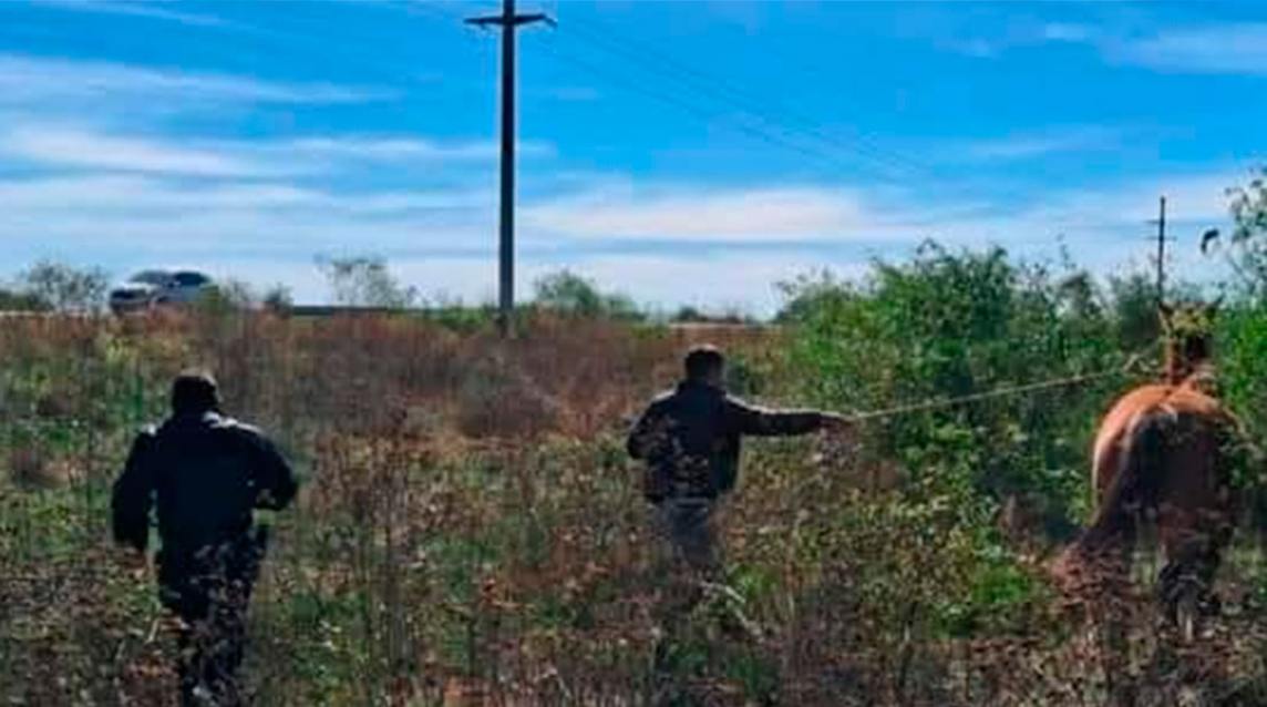 Importante operativo policial en ruta 92: secuestraron más de 30 caballos sueltos para evitar accidentes
