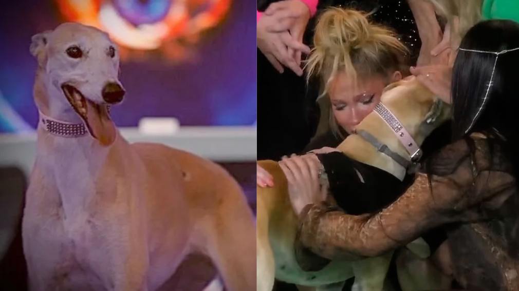 Gran Hermano se llenó de emoción tras la llegada de Paris: 'Es muy linda'