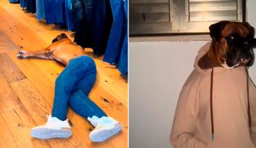 Grabó a su perro mientras usaba su ropa y se volvió viral en TikTok