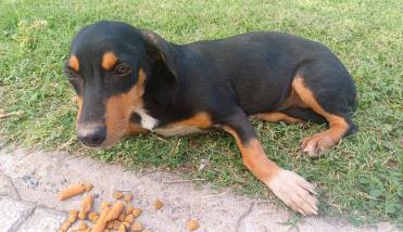 Perrita busca a su familia o un hogar que la ame 