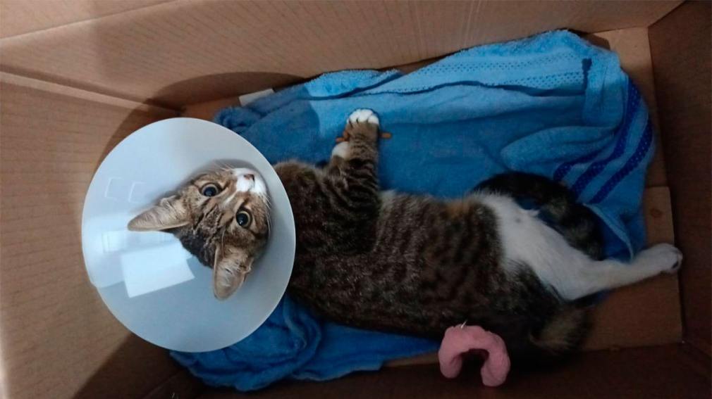 Fue atropellada y abandonada, hoy sueña con un hogar: ayudemos a Melina