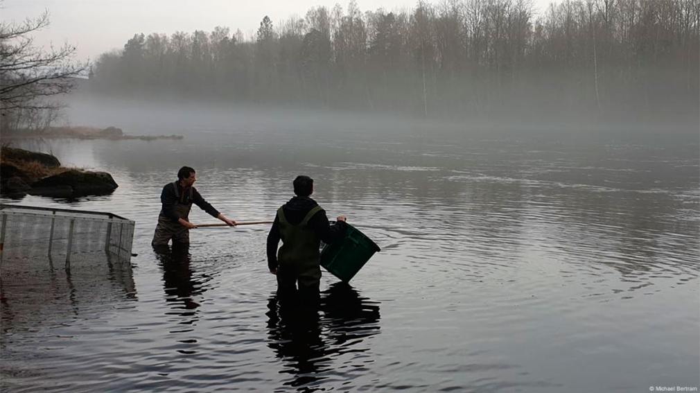 Científicos analizan como un fármaco humano hace al salmón más valiente