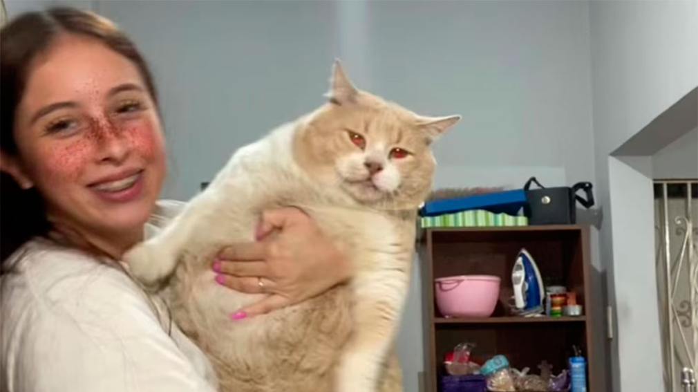 Una joven mostró a su gato gigante en un video y desató furor en redes