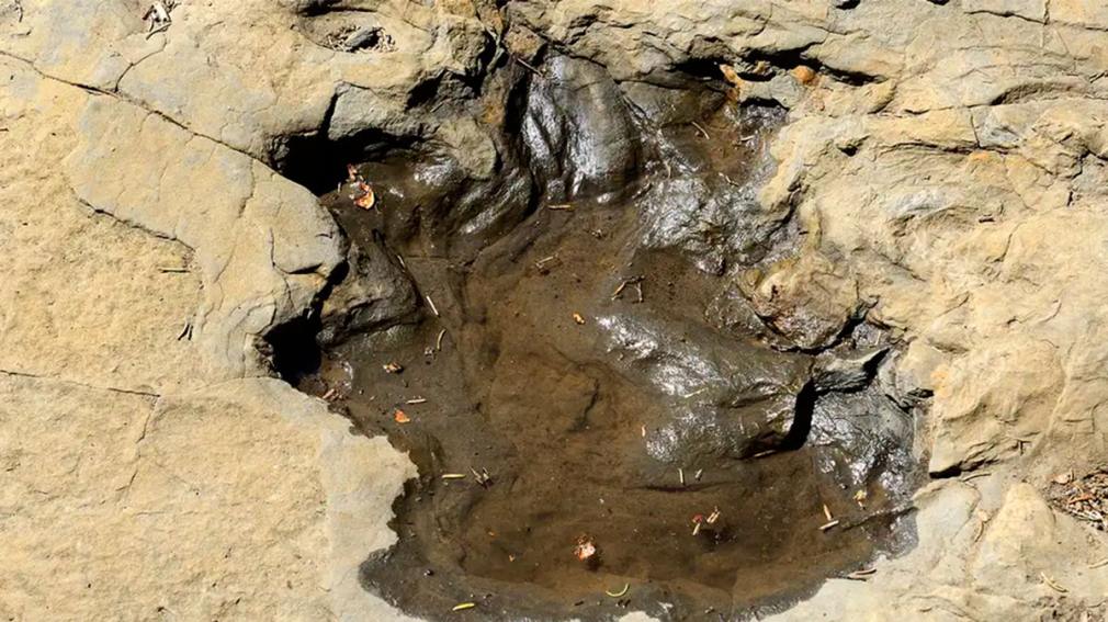 Huellas fósiles revelan existencia de dinosaurio con coraza