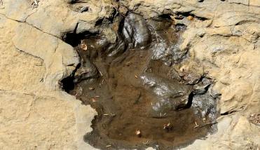 Huellas fósiles revelan existencia de dinosaurio con coraza